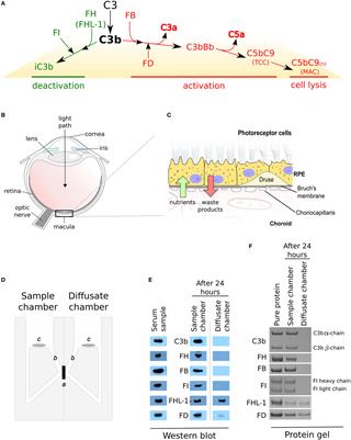 Frontiers | Bruch’s Membrane Compartmentalizes Complement Regulation In ...